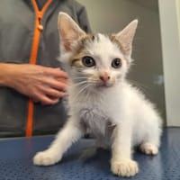 PRUNEAU, chat à adopter