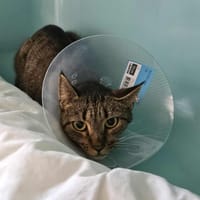 POMFRESH, chatte à adopter