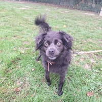 MADAGASCAR (réservé), chienne à adopter