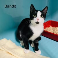 Bandit, chat à adopter