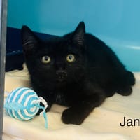Janis, chatte à adopter