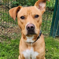 CHILI, chien à adopter