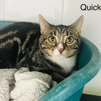 Quick, chat à adopter