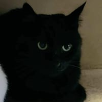 PRIAM, chat à adopter