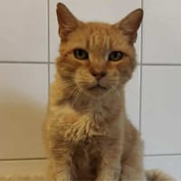 TIGROU, chat à adopter
