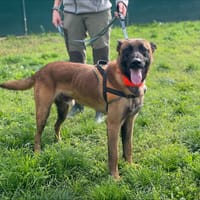 ATOMIC, chien à adopter
