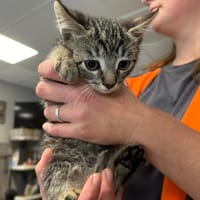 TIKY, chat à adopter