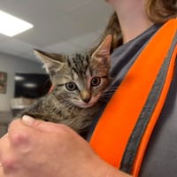 TOPSIE, chatte à adopter