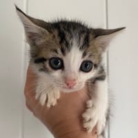 Apelka, chatte à adopter