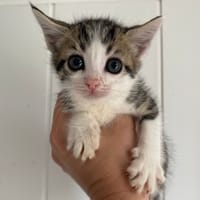 Apelka, chatte à adopter