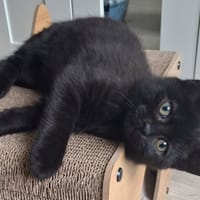 JOHA, chat à adopter
