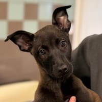 AKIRO, chienne à adopter
