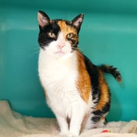 ETOILE, chatte à adopter