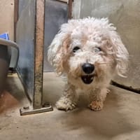MARVIN, chien à adopter