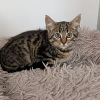 VAILLANT, chat à adopter