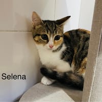 Selena, chatte à adopter