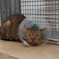 BATHILDA, chatte à adopter