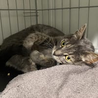 DUMAN, chatte à adopter