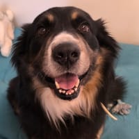 TIMALE, chien à adopter