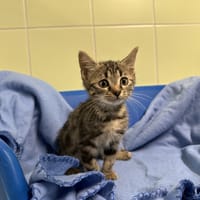 VIOLETTE, chatte à adopter