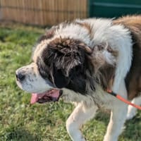 Noisette, chien à adopter
