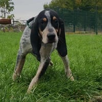 ALDO, chien à adopter