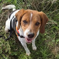 TWISTER, chien à adopter