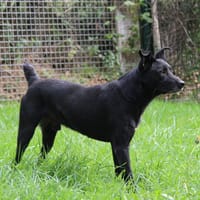 Flocon, chien à adopter