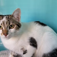 ALF, chat à adopter