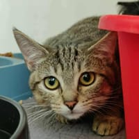 TRESOR, chatte à adopter