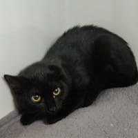 BAGHERA, chat à adopter