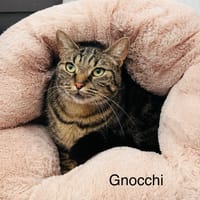 Gnocchi, chatte à adopter