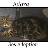 ADORA, chatte à adopter
