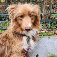 LILO, chienne à adopter