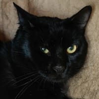 augustin, chat à adopter
