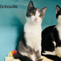 Gribouille, chat à adopter
