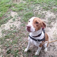 IDRIS (réservé), chien à adopter