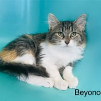 Beyoncé, chatte à adopter