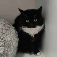 ARNOLD, chat à adopter