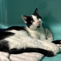CHAVOIE, chat à adopter
