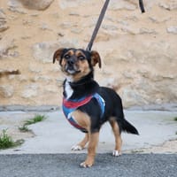 ESPERANCE HAA24539, chienne à adopter
