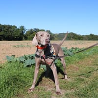 BARBAC HAA24639, chien à adopter