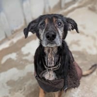 Caline, chienne à adopter