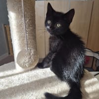 NEO, chat à adopter