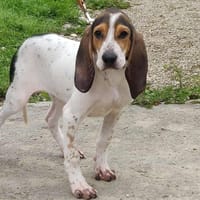 ASTRID, chienne à adopter
