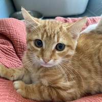 GEORGE (réservé), chat à adopter