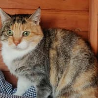 ABY, chatte à adopter