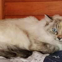 choupette, chatte à adopter