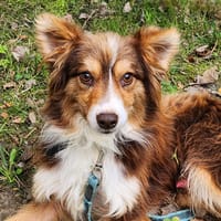 STITCH, chien à adopter