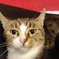 MIMI, chatte à adopter